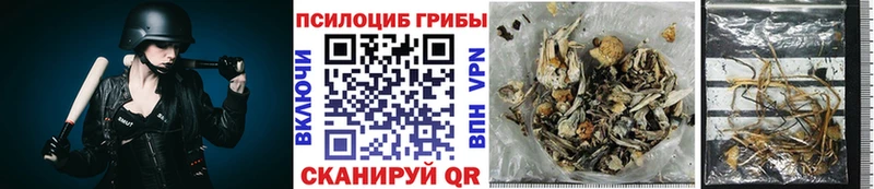 закладки  mega онион  Псилоцибиновые грибы Cubensis  Кораблино 